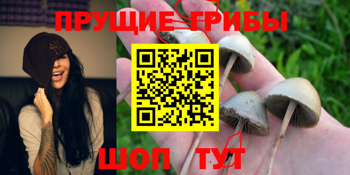 Псилоцибиновые грибы MAGIC MUSHROOMS  Галлюциногенные грибы Psilocybe  Курчалой  Вход с VPN 